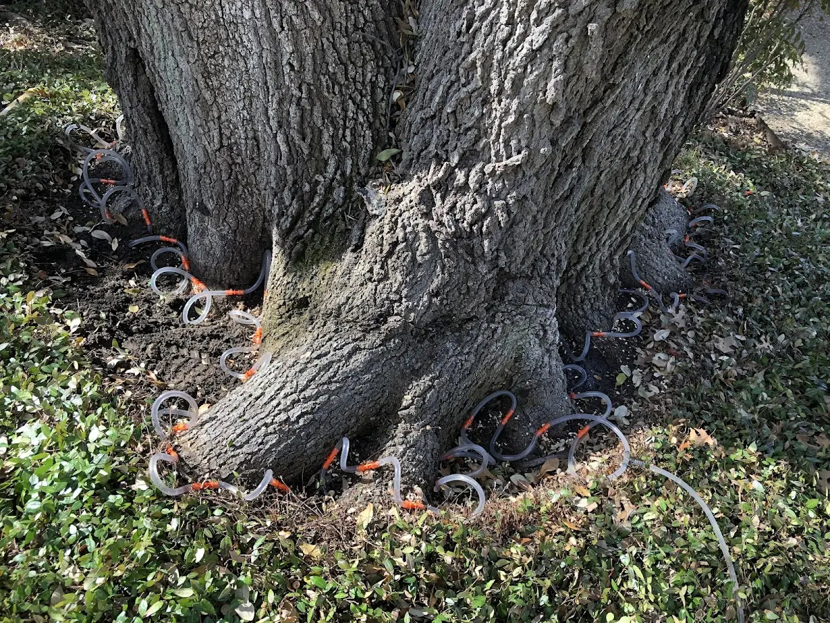 Detailed Tree Cabling and Bracing job site in Warfield