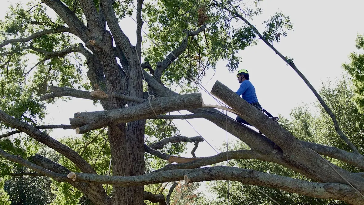 Professional Hazardous Tree Removal performed by certified arborists in Warfield