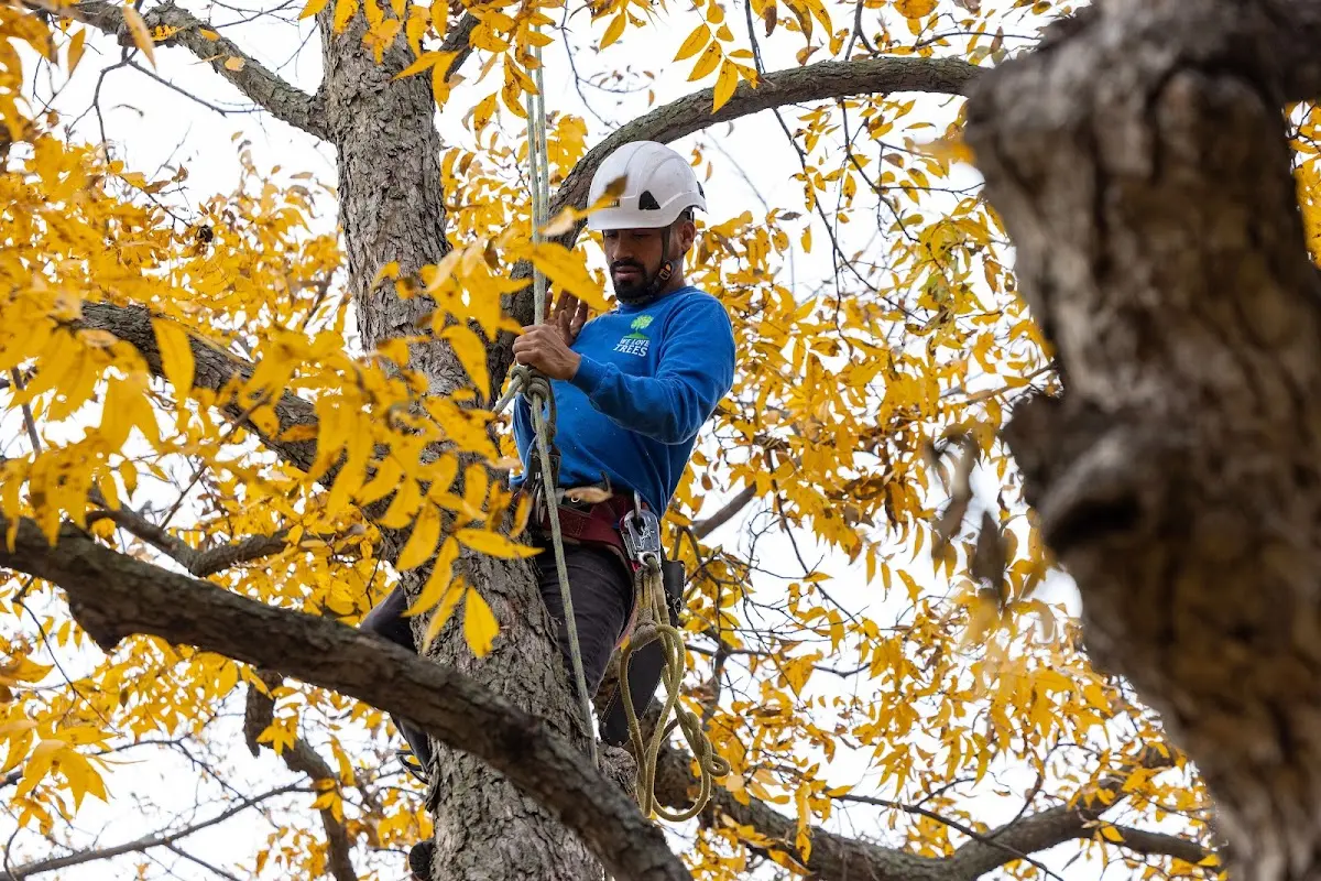Skilled Tree Planting crew working in Warfield